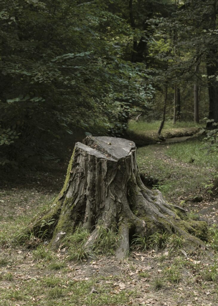 Wooded Minnesota property served by Statement Tree Care