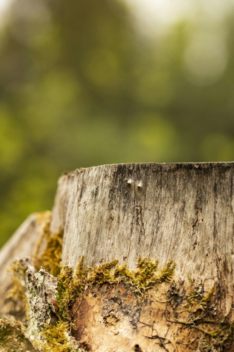 Tree stump ground below grade by Statement Tree Care